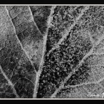 Frost